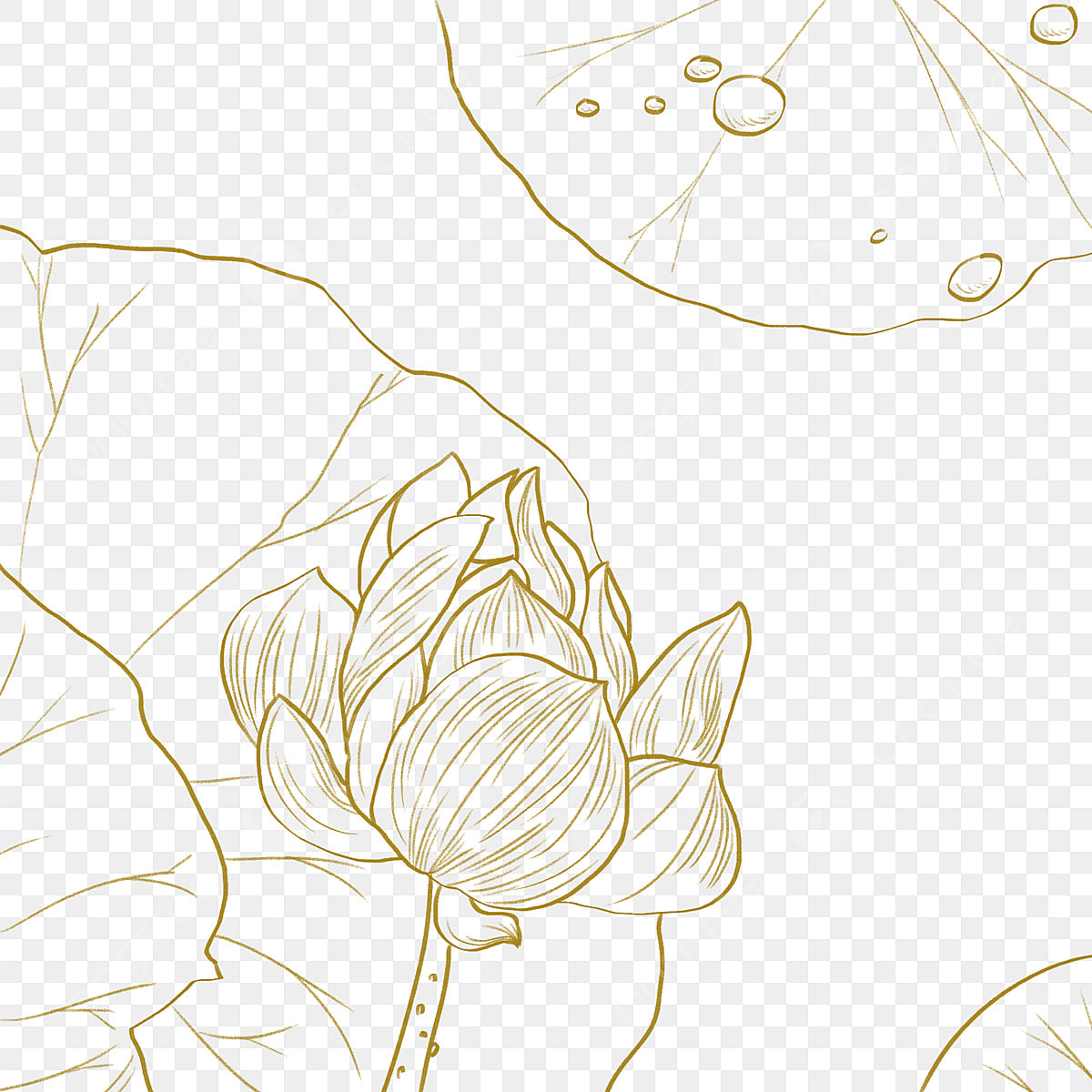 Bông hoa sen PNG tách nền